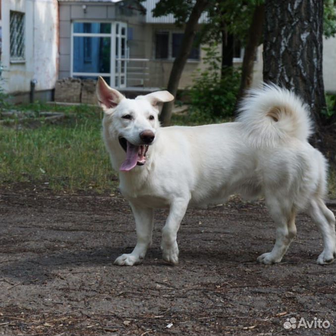 Собака мальчик 9 месяцев