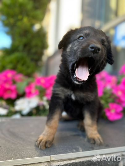 В добрые руки