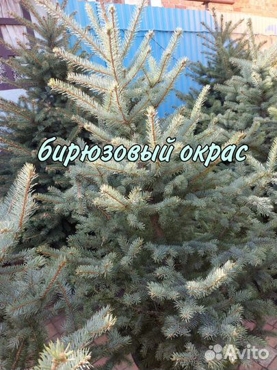 Голубые ели и зеленые ели