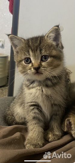 Шотланская шиншилла