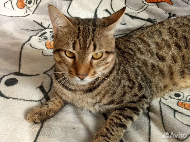 Кот бенгальский 9 месяцев
