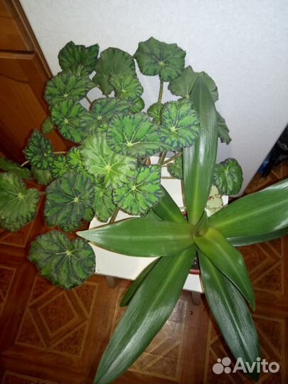 Клеродендрум цветущий и бегония