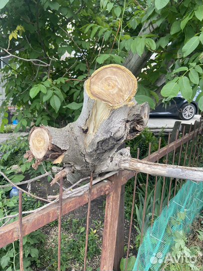 Ствол грецкого ореха