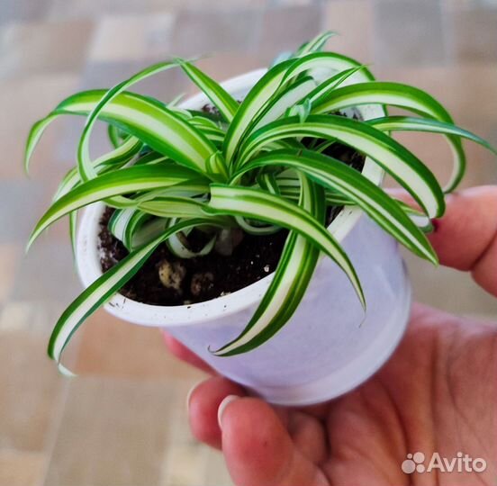 Хлорофитум кудрявый