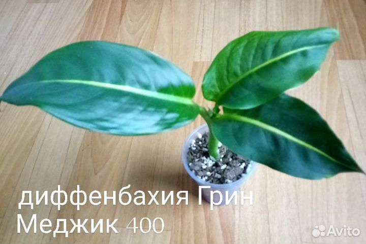 Комнатные цветочки разные