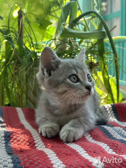Котята в добрые руки мальчики