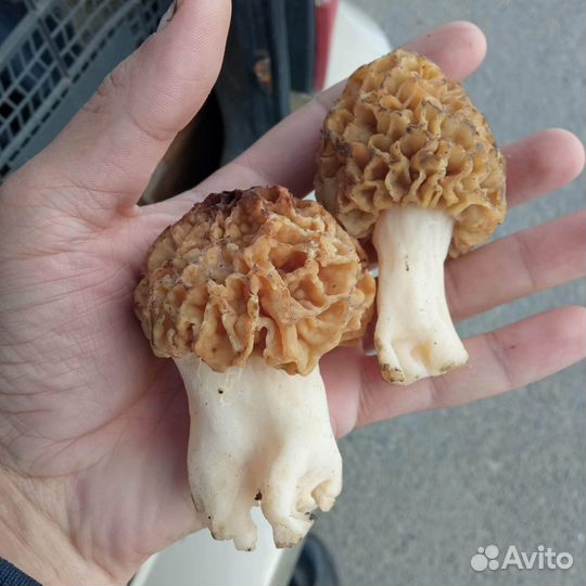 Сморчки и сморчковая шапочка, земляника, лисички