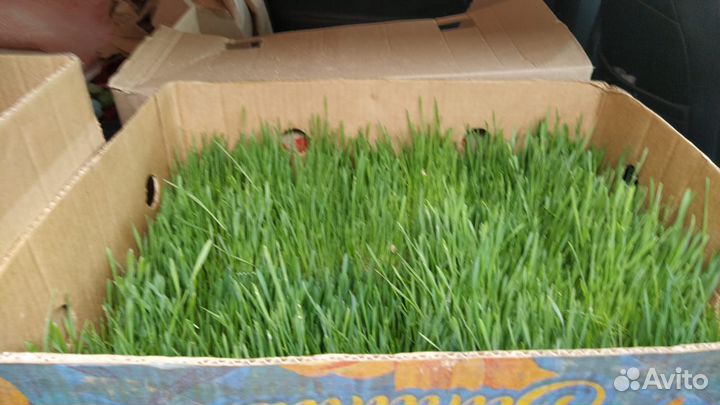 Трава для кошек