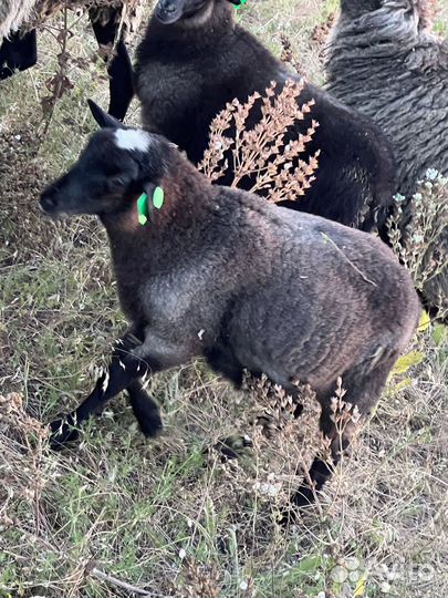 Племенной Баран романовской породы