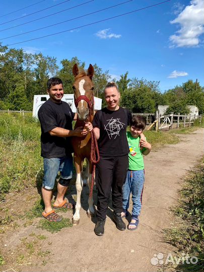 Катание на лошадях в Нижнем Новгороде,прокат