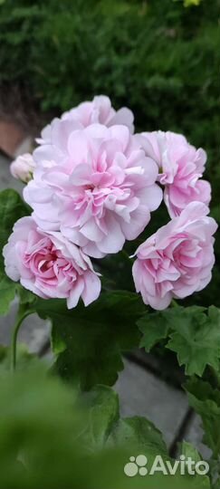 Пеларгония лиа Виктория