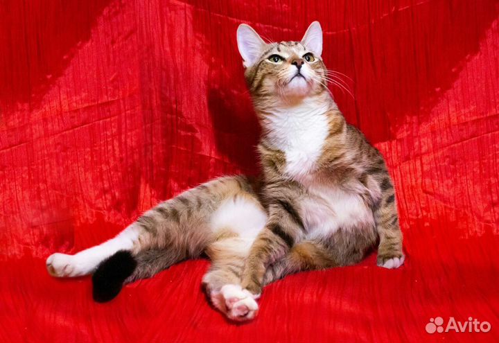 Котик Борис ищет дом