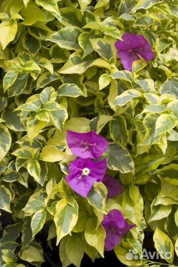 Бугенвелия