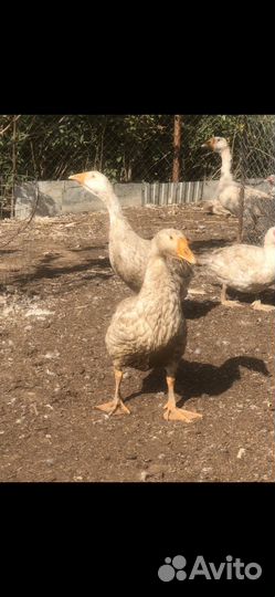 Гуси породы Линда