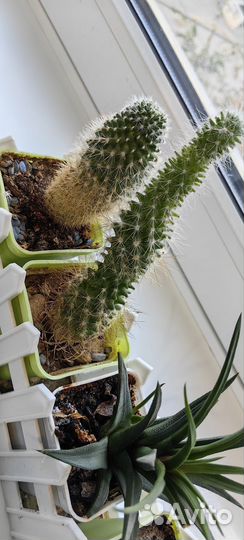 Кактусы в кашпо