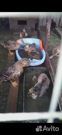 Утки подсадные для охоты