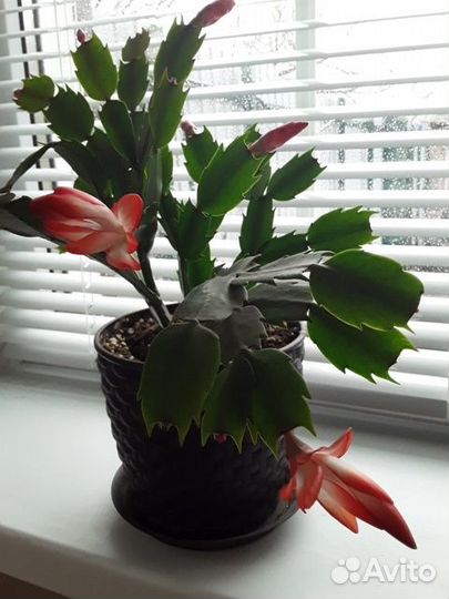 Кактусы и суккуленты