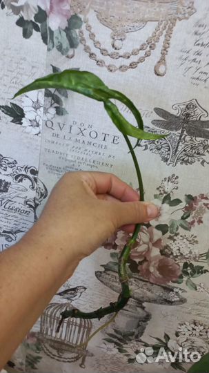 Сингониум цветок для дома