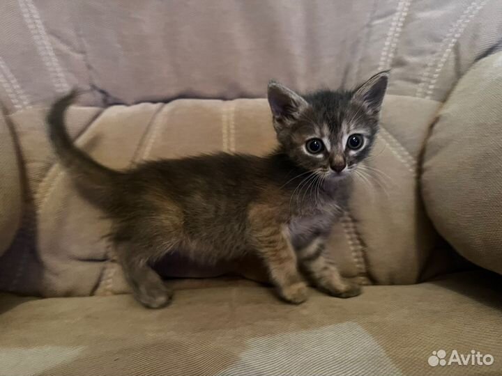 Продаются котята полукровки персидская кошка