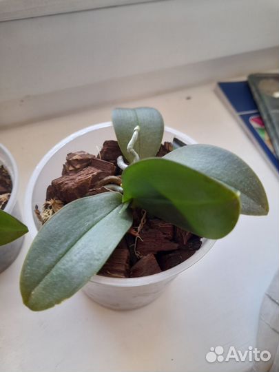 Орхидея мини марк