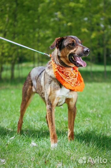 Собака Август очень ищет дом