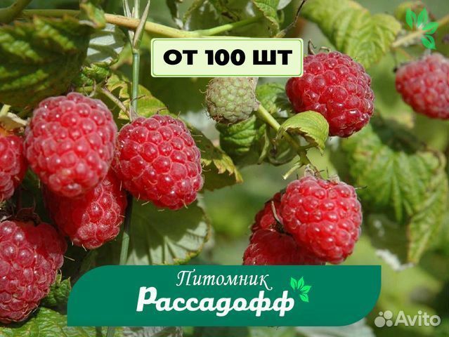 Саженцы малины. Зимостойкие сорта