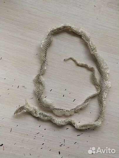 Змея узорчатый полоз