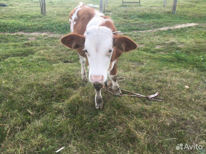 Бычок от высокоудойной коровы