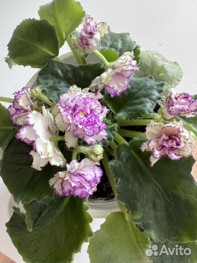 Фиалка сортовая