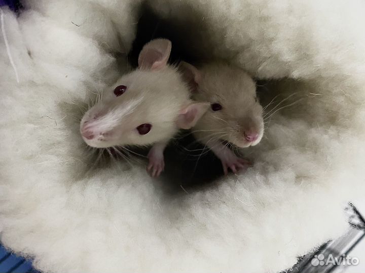 Лежак, домик, для грызунов