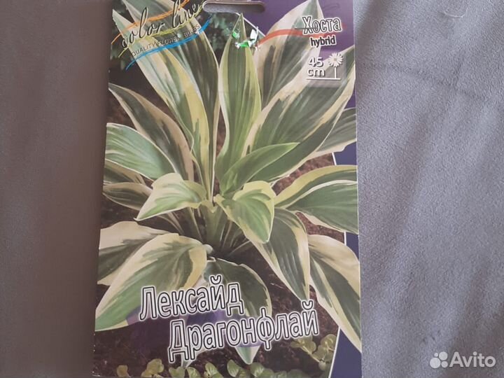 Хоста Лексайд Драгонфлай