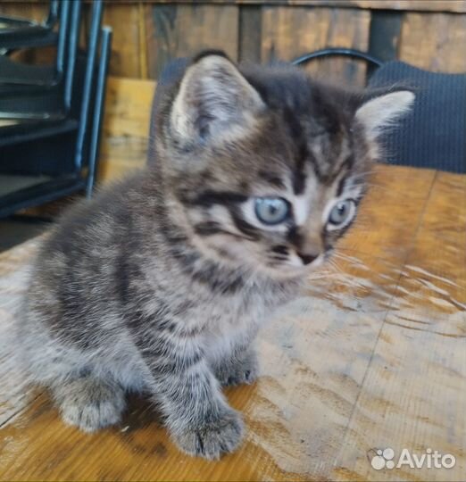 Отдам в добрые руки