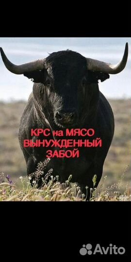 Крс, баранина, свинина