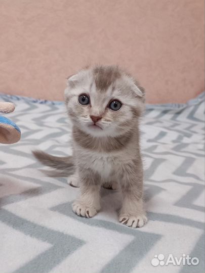 Шотландские котята