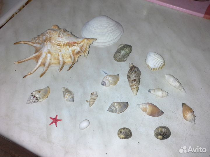 Ракушки для аквариума