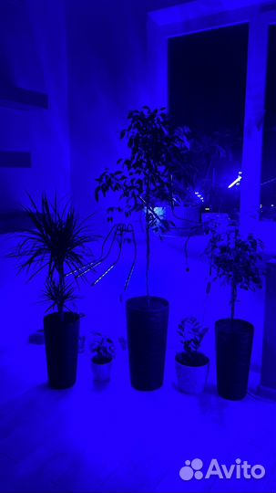 Фитолампа для растений