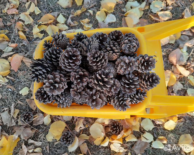 Шишки крымской сосны. Принимаю заказы