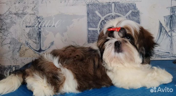 Собачка хризантема, львиная собачка1111