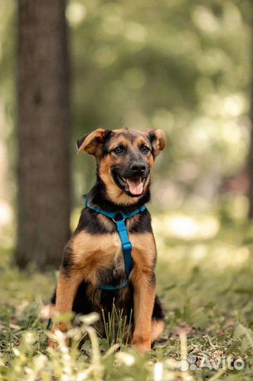 Собака в добрые руки