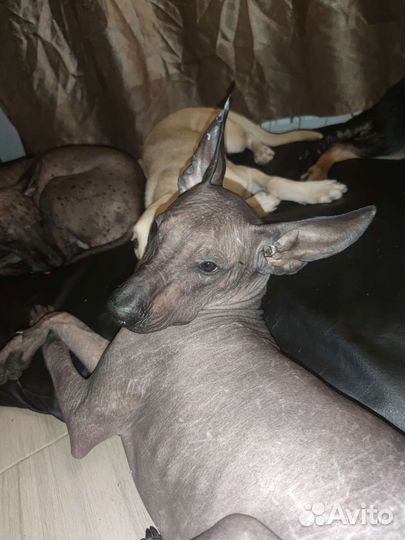 Ксолоитцкуинтли