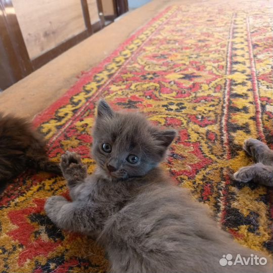 Котята нибелунги