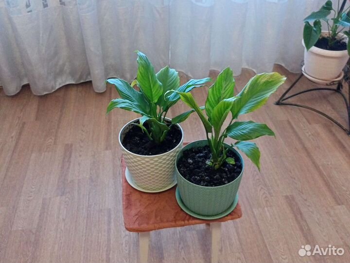 Комнатные цветы