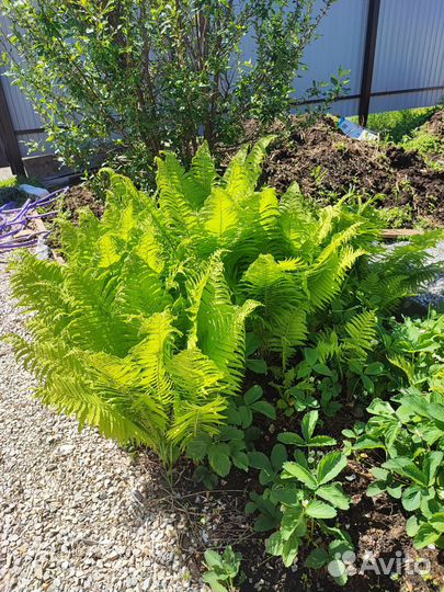 Папоротник