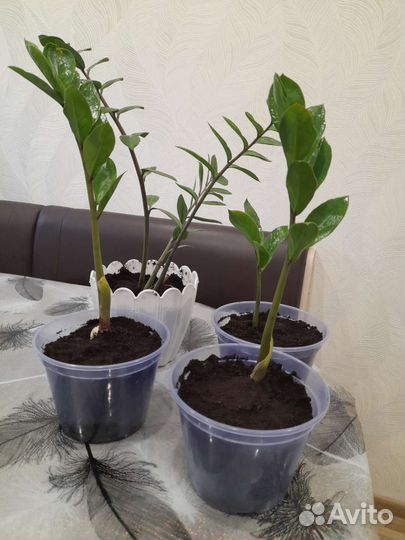 Замиокулькас