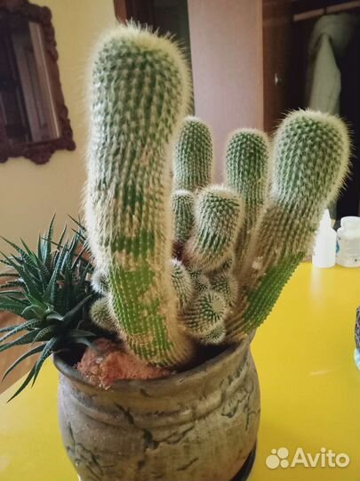 Кактус