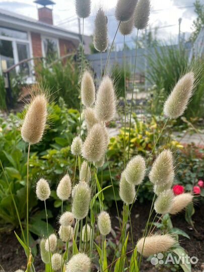 Лагурус белый (заячий хвостик)