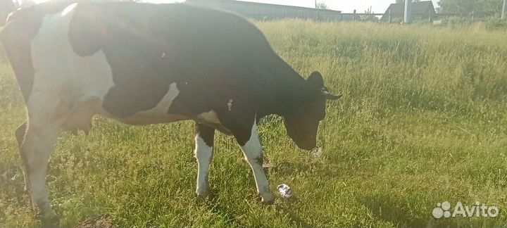 Сельхоз животные корова
