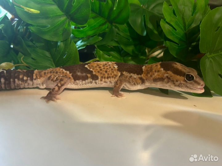 Гемитеконикс, эублефар