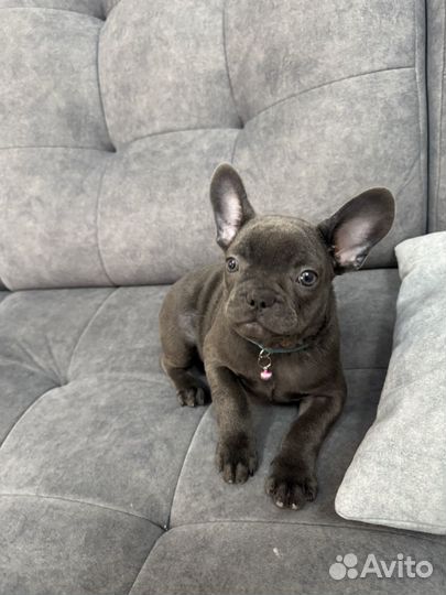 Французский бульдог щенки голубой