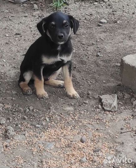 Маленькие собаки
